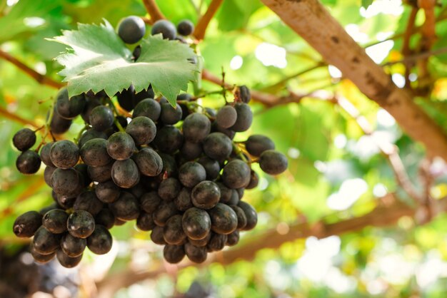 Branches of red wine grapes growing in Italian fields. Close up view of fresh red wine grape in Italy. Vineyard view with big red grape growing. Ripe grape growing at wine fields. Natural grapevine