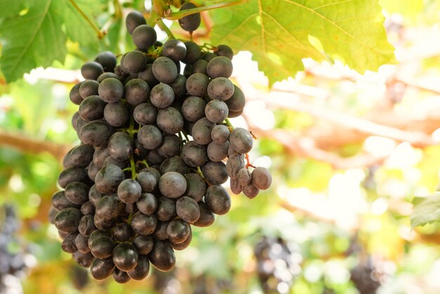 Branches of red wine grapes growing in Italian fields. Close up view of fresh red wine grape in Italy. Vineyard view with big red grape growing. Ripe grape growing at wine fields. Natural grapevine