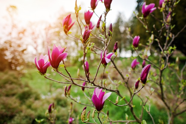 Branches of rose magnolia blossoms