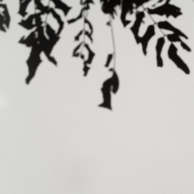 淡い灰色の背景に枝の影