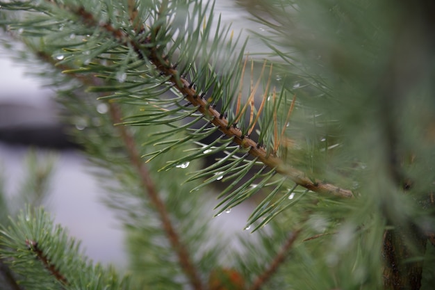 Branches of a spruce tree with dewdrops on the leaves