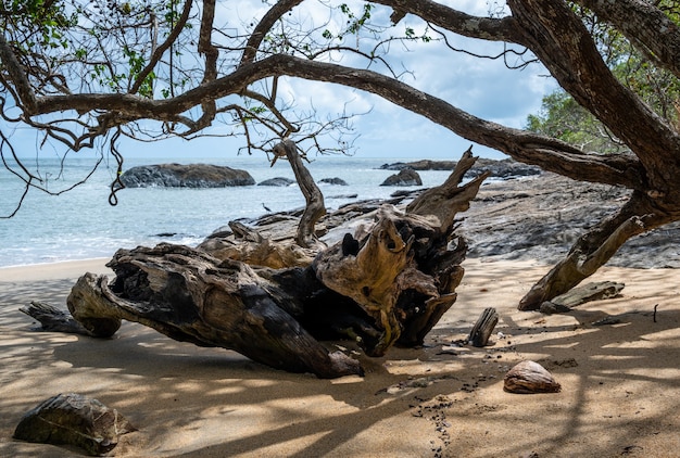 호주 케언즈 케이프 트리뷸레이션(Cairns Cape Tribulation Australia)의 바다 근처 해변에 있는 나무 가지
