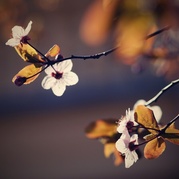 「春の花の木の枝」