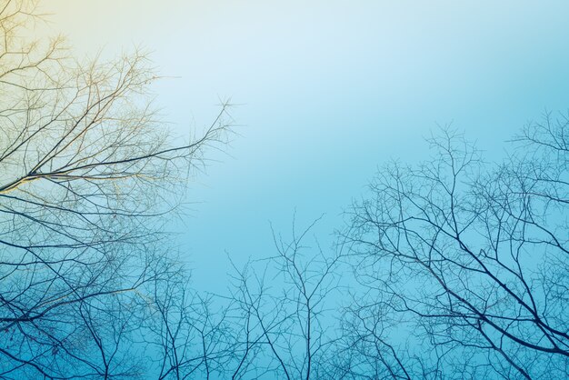 木の枝（フィルタリングされた画像は、ヴィンテージの効果を処理しました。）