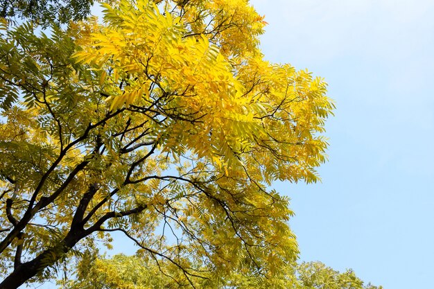 Branches of trees with yellow leaves