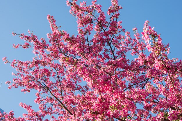 Branches with colorful leaves