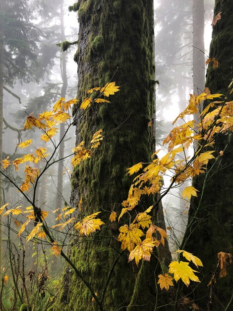 米国オレゴン州の木々に囲まれた乾燥した黄色の葉を持つ枝