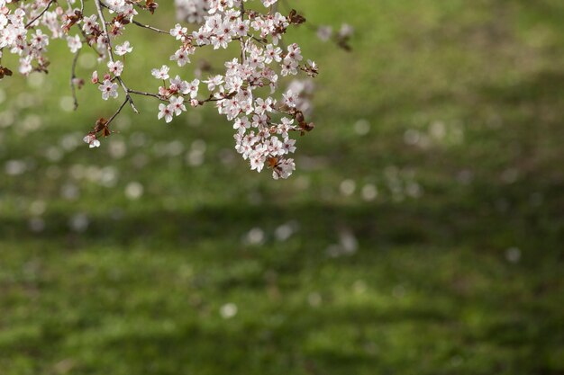 Branches with flowers and blurred background