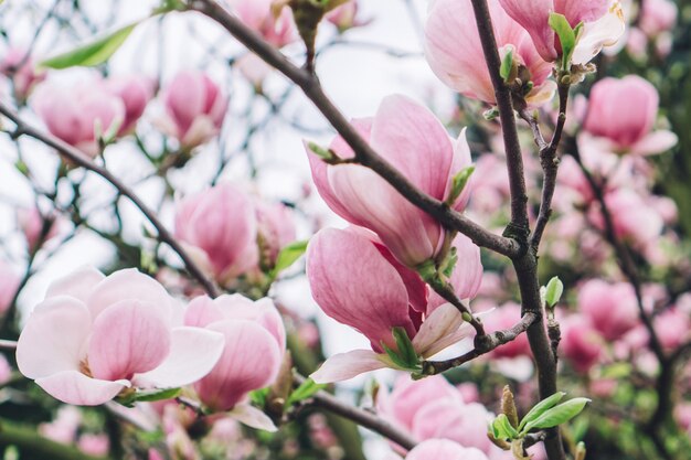 Branches with flowers