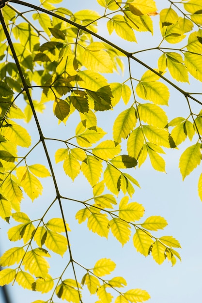 Branches with yellow autumn leaves 