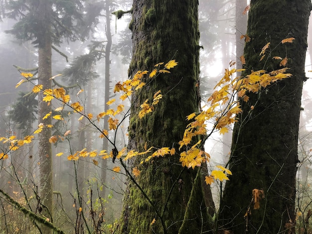 Free photo branches with yellow leaves surrounded by trees