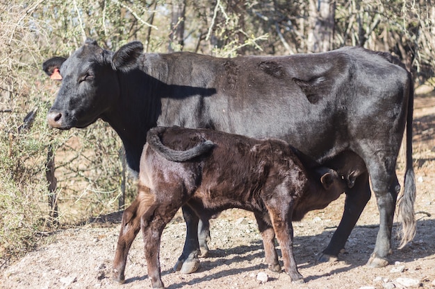 Brangus cows and calves in the Argentine countryside