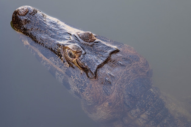 Brazilian alligator (cayman) with its head sticking out of water.