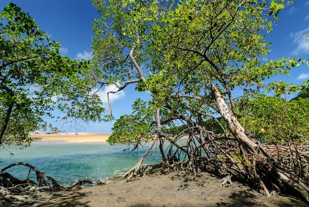 Бразильский пляж и ангров на пляже барра-де-камаратуба недалеко от жоао-песоа-параиба, бразилия