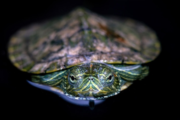 Крупный план бразильской черепахи в отражении Крупный план бразильской черепахи в воде