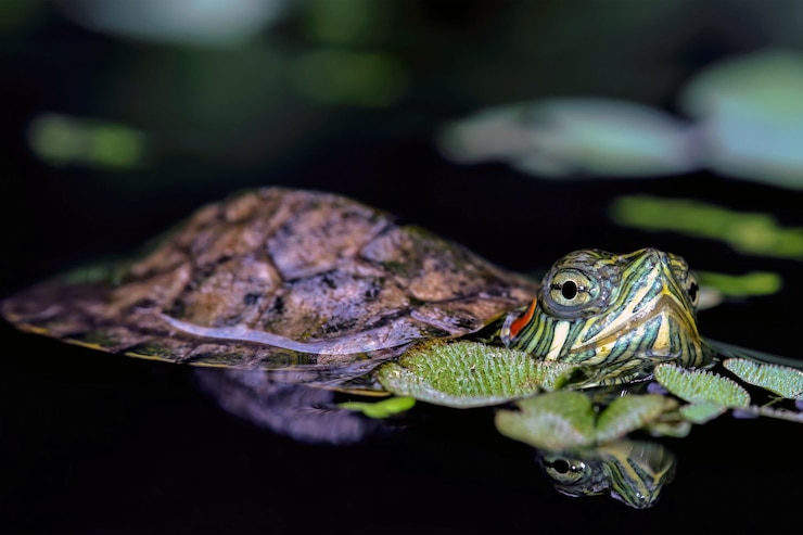 Free Photo brazilian turtle closeup on reflection brazilian turtle closeup on water