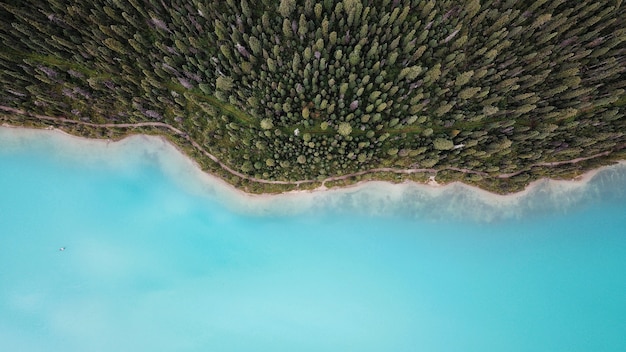 Breathtaking aerial drone shot of a beautiful forest on the shore of the sea