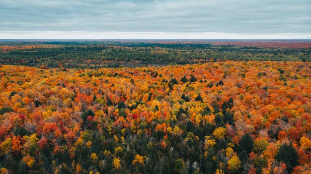 Захватывающий вид с воздуха на осенний лес в красивых цветах