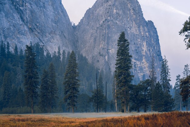 Breathtaking astonishing scenery of a beautiful forest in the countryside