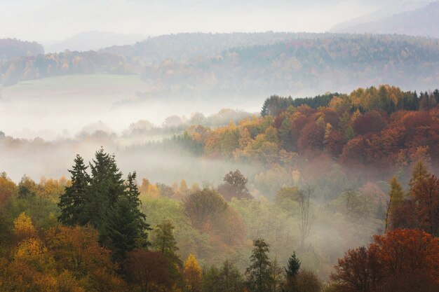 霧に覆われたさまざまな種類の木がいっぱいの息をのむようなカラフルな秋の森