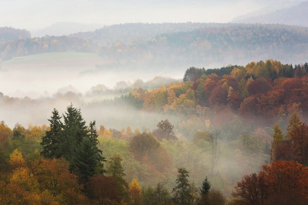 Breathtaking colorful autumn forest full of different types of trees covered in fog