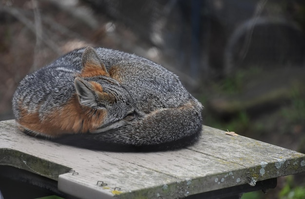 Breathtaking fluffy soft fur on a Channel Island fox.