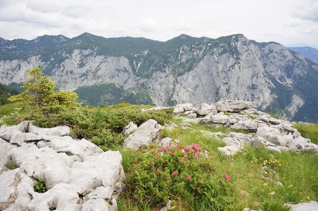 緑に覆われた山の景色の息を呑むようなシーン