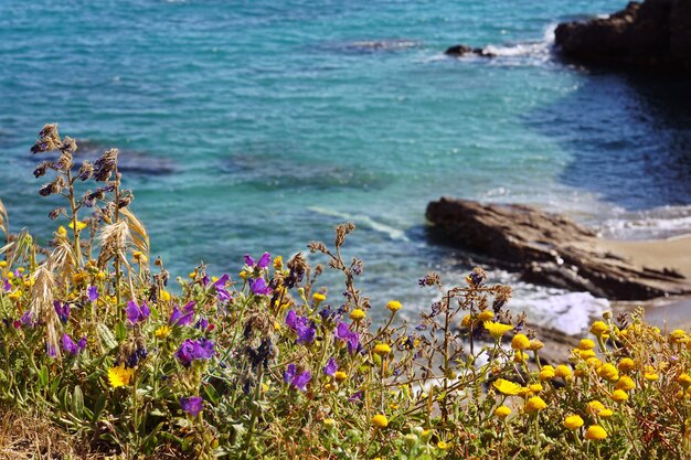 Breathtaking scenery of a beautiful sea with rock formations and flowers on the coast