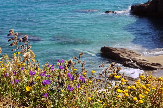 Захватывающие дух пейзажи прекрасного моря со скальными образованиями и цветами на побережье.