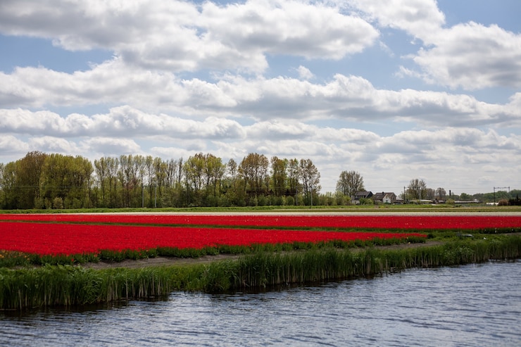 Free Photo breathtaking scenery of a field full of mesmerizing tulips in the netherlands