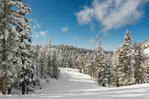 無料写真 澄んだ空の下でもみでいっぱいの雪に覆われた森の息を呑むような風景