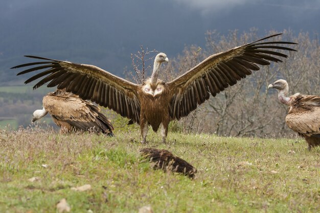 Breathtaking selective focus shot of beautiful vultures