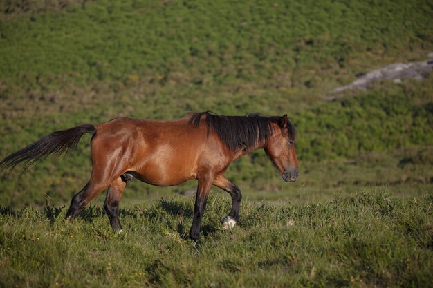 スペイン、ガリシアの野原を走る野生の茶色の馬の息を呑むような選択的なフォーカスショット