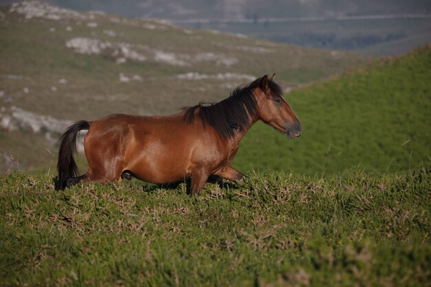 スペイン、ガリシアの野原を走る野生の茶色の馬の息を呑むような選択的なフォーカスショット