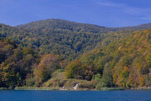 Захватывающий снимок леса на холмах у озера Плитвицкие в Хорватии