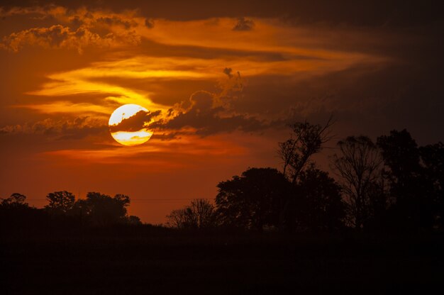 Breathtaking shot of silhouettes of trees under the golden sky during sunset