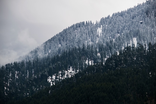 Breathtaking shot of a snowy hillside of a mountain fully covered with trees