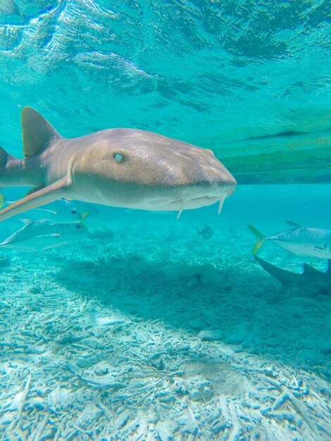 Caye Caulker 섬의 열대어가 있는 수중 풍경의 숨막히는 장면