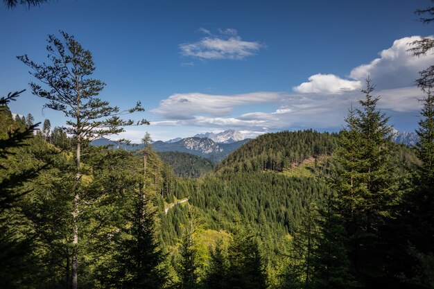 Breathtaking view of an amazing forest with lots of trees