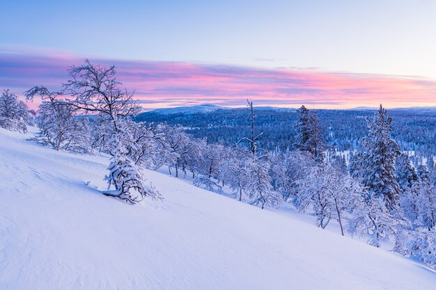 ノルウェーの日没時に雪に覆われた森の息をのむような景色