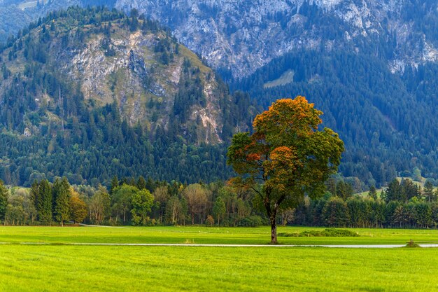 Breathtaking view of a green landscape with trees under a cloudy sky at sunrise