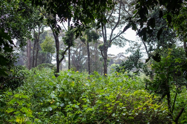 삼부 루, 케냐의 아름다운 식물과 나무가있는 녹색 열대 정글의 숨막히는 전망