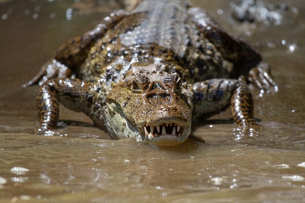 Захватывающий вид на голодного большого аллигатора, выходящего из воды