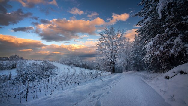 クロアチアの曇り空の下でキラリと光る雪に覆われた小道と木々の息を呑むような景色