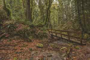 Foto gratuita vista mozzafiato di un ponte di legno in una foresta tropicale coperta di muschio