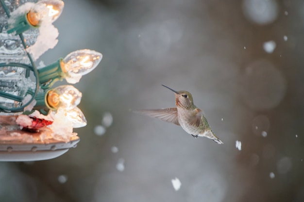 雪が降り、緑のハチドリがランプに向かって飛んでいる息をのむような冬のシーン