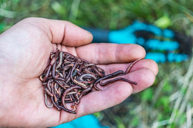 Breeding red worms dendrobena. fertile soil. natural soil improvement. fishing worms.