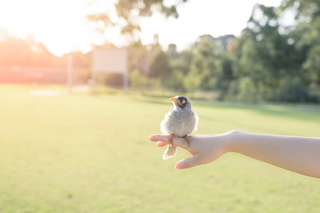 Brid on hand