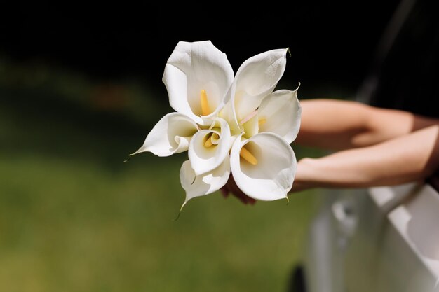 Zantedeschiaaethiopicaの花のブライダルブーケ。結婚式。車から屋外で白い花の美しい花束を持っている女性の手