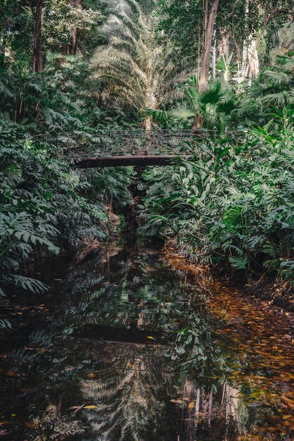 Bridge in forest